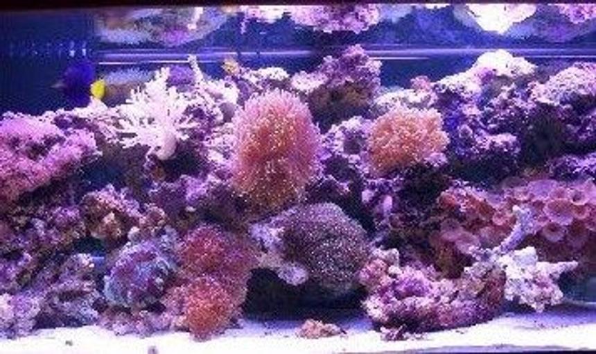 Rated #46: 75 Gallons Reef Tank - 75 gallon reef tank