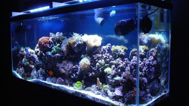 150 gallons reef tank (mostly live coral and fish) - 55 Gallon Salt Water Reef Tank