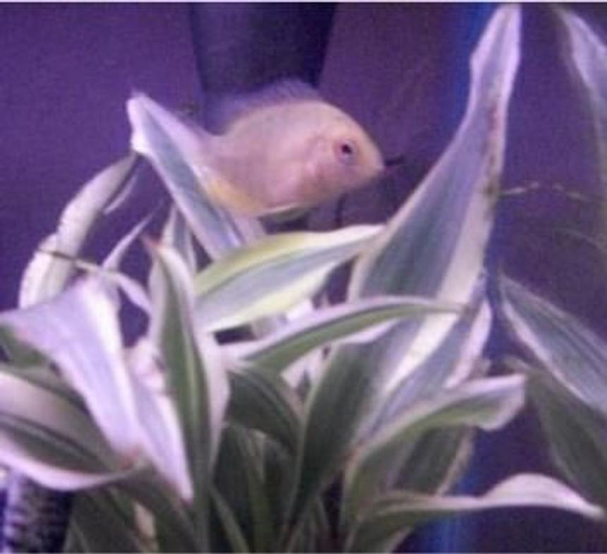 Rated #102: Freshwater Fish - Heros Serverus - Gold Severum Stocking In 10 Gallons Tank - gold severum