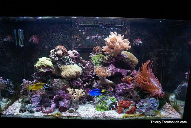 66 gallons reef tank (mostly live coral and fish) - My Red Sea Max 250 in August