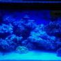 210 gallons reef tank (mostly live coral and fish) - My reef nano