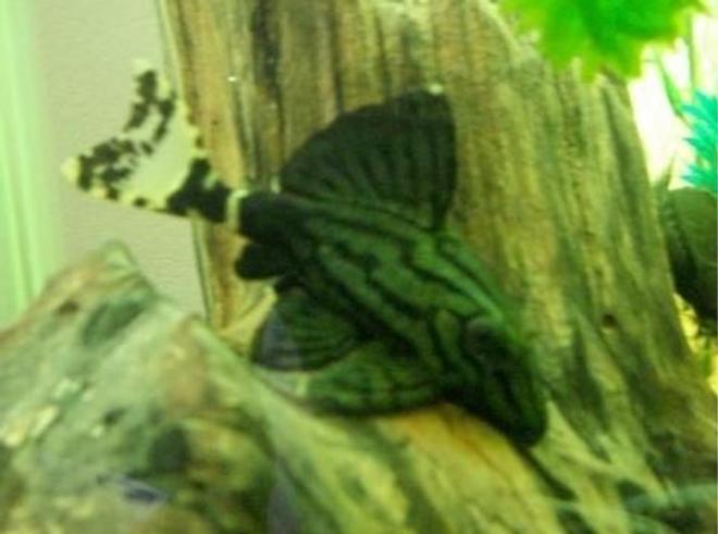 freshwater fish - panaque sp. (l 418) - green royal pleco stocking in 55 gallons tank - royal green pleco
