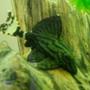 freshwater fish - panaque sp. (l 418) - green royal pleco stocking in 55 gallons tank - royal green pleco