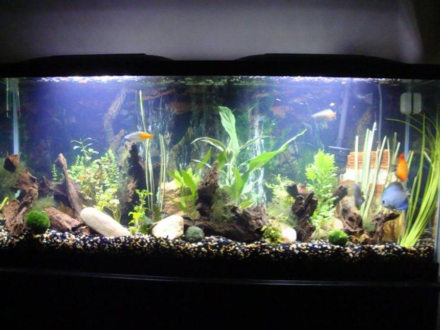 Rated #108: 55 Gallons Planted Tank - 55 gal 48x24x18 LED lights 100 gallon marineland canister filter.. we got the larger filter for extra filtration! 5 Discus, 3 cory cats, 2 rainbow fish, 6 kuhli loaches "Assorted bunches" of plants, java moss, moss balls.