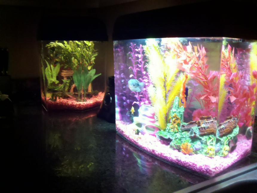 Rated #296: 120 Gallons Freshwater Fish Tank - Countertop