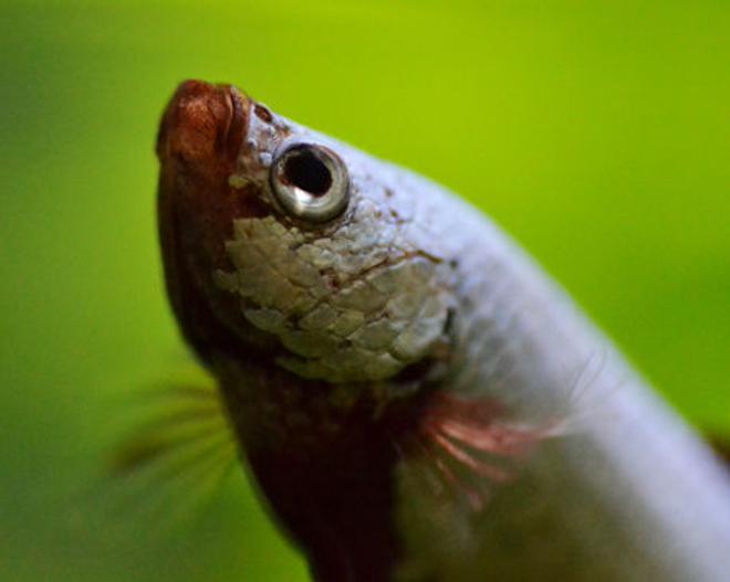 freshwater fish - betta splendens - betta stocking in 200 gallons tank - Dragonscale betta