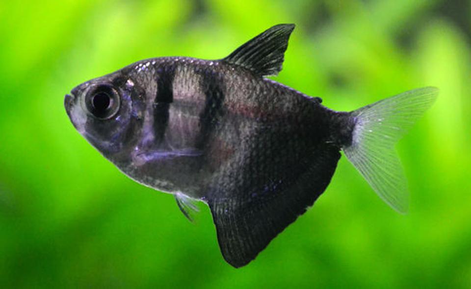 freshwater fish - gymnocorymbus sp. - black skirt tetra stocking in 200 gallons tank - Blackwidow Tetra