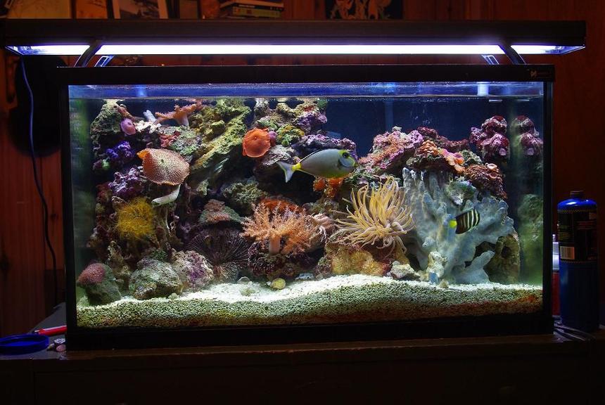 Rated #47: 55 Gallons Reef Tank - 55 gallon 30 gallon sump sailfin and lipstick tang are just waiting for a new home