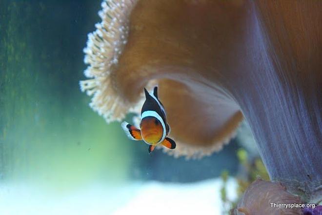 saltwater fish - amphiprion percula - true percula clownfish stocking in 66 gallons tank - Clownfish hiding underneath the Toadstool leather coral