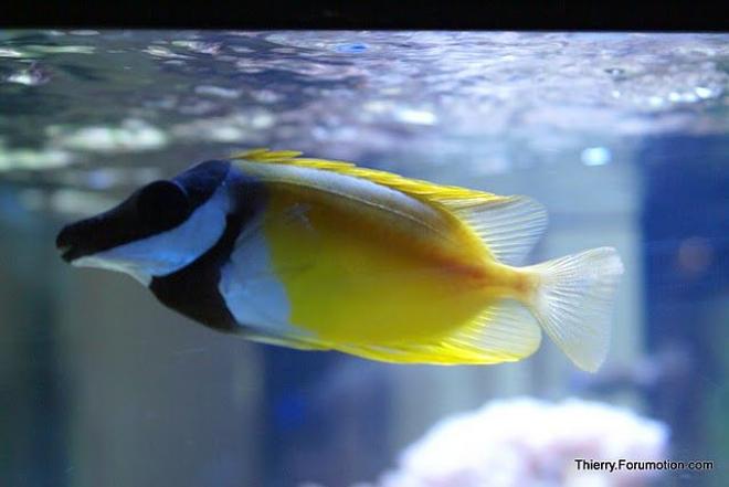 saltwater fish - siganus vulpinus - foxface lo stocking in 66 gallons tank - Foxface underneath the water surface