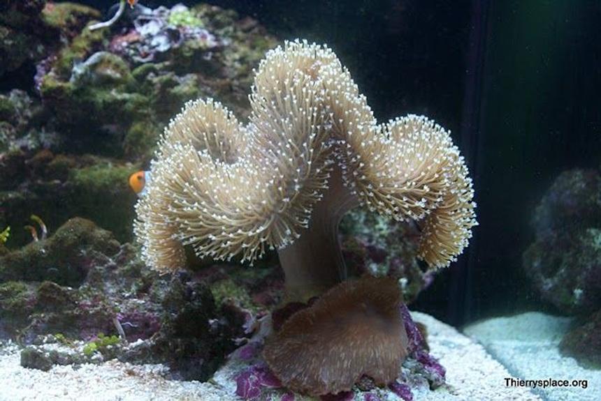 Rated #2: Corals Inverts - Sarcophyton Sp. - Toadstool Mushroom Leather Coral Stocking In 66 Gallons Tank - Toadstool leather and cabbage leather together on a rock