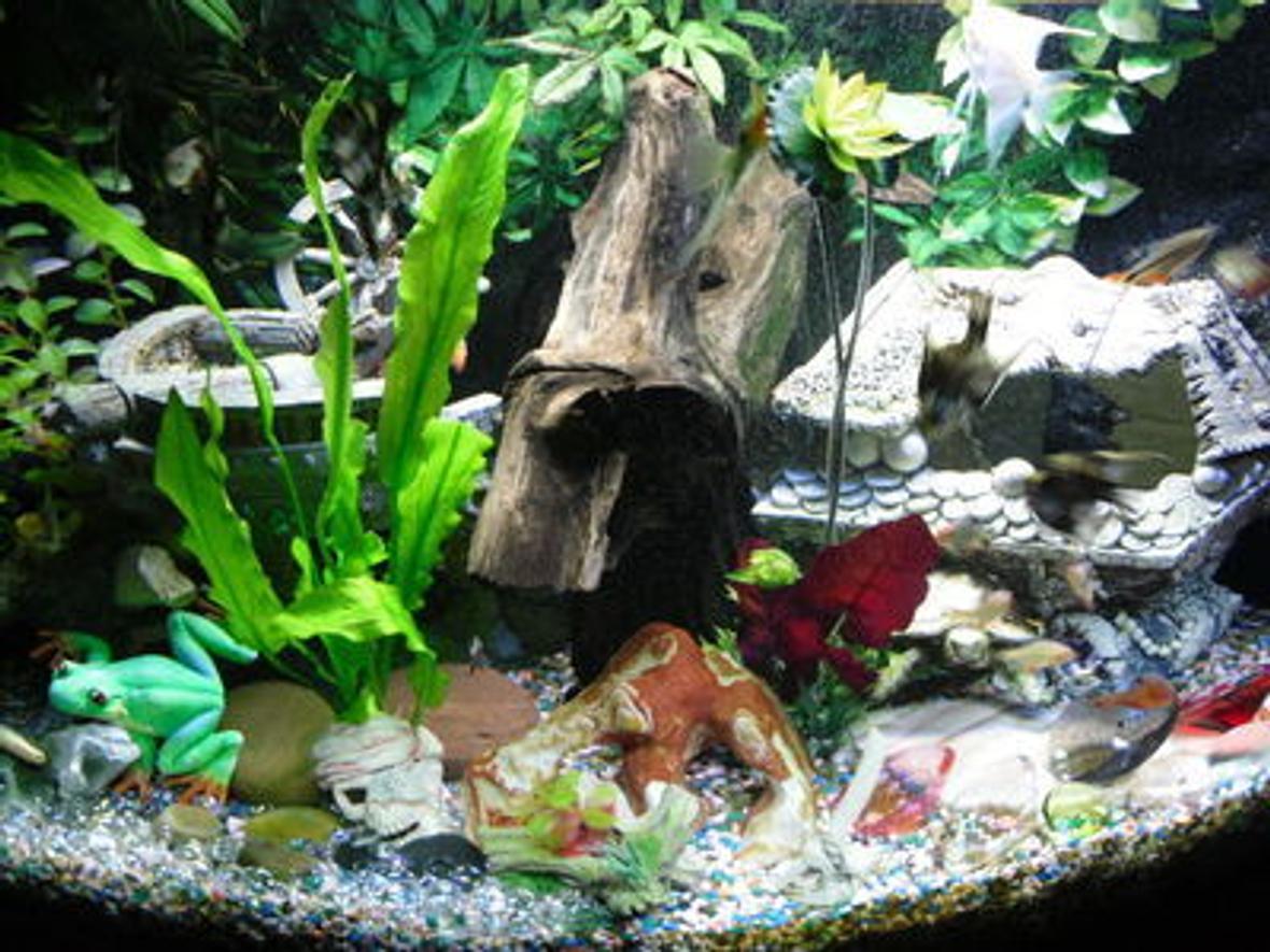 90 gallons freshwater fish tank (mostly fish and non-living decorations) - silent lake