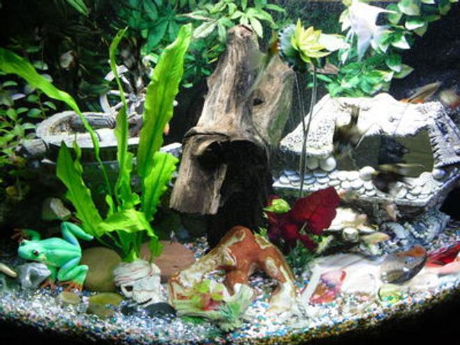 90 gallons freshwater fish tank (mostly fish and non-living decorations) - silent lake