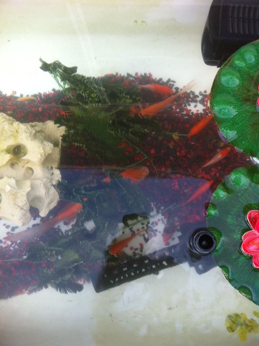 Rated #108: Freshwater Fish - Cyprinus Carpio - Koi Stocking In 10 Gallons Tank - 40 gal koi and goldfish outdoor pond