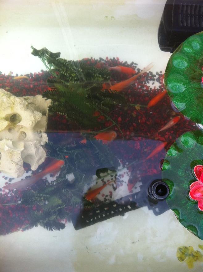 freshwater fish - cyprinus carpio - koi stocking in 10 gallons tank - 40 gal koi and goldfish outdoor pond