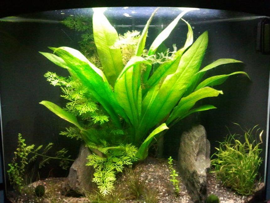 Rated #59: Planted Tank - My little 30l, was a nice scape, unfortunately I moved and haven't got round to setting this one up again.