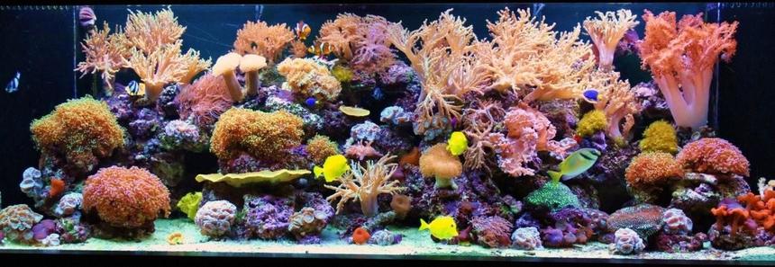 Rated #1: 200 Gallons Reef Tank - 200 Gallon Reef Tank