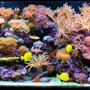 200 gallons reef tank (mostly live coral and fish) - 200 Gallon Reef Tank