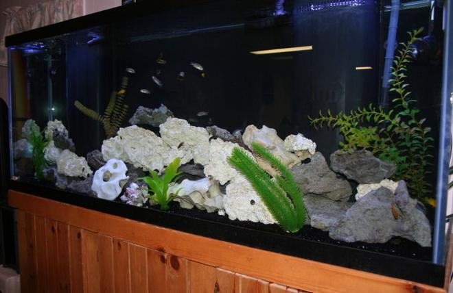 150 gallons freshwater fish tank (mostly fish and non-living decorations) - 15