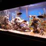 75 gallons freshwater fish tank (mostly fish and non-living decorations) - 75gal african cichlid tank