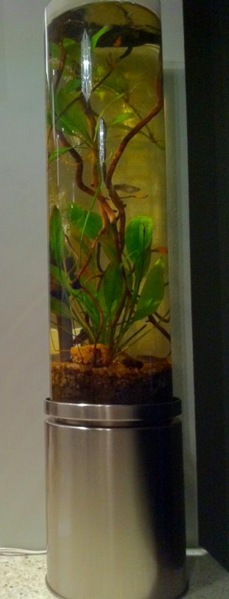 Rated #165: 3 Gallons Planted Tank - 3 gallons of the amazon +some