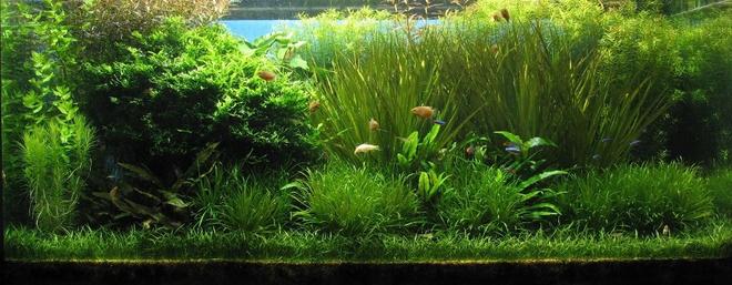120 gallons planted tank (mostly live plants and fish) - Actuall look of my tank
