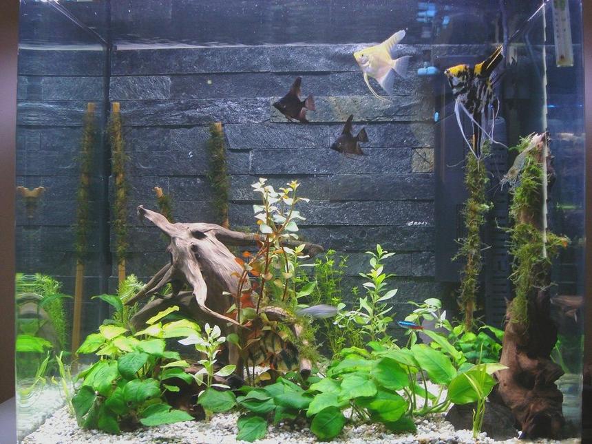 Rated #88: 50 Gallons Planted Tank - Homemade real slate background. java moss on bamboo.