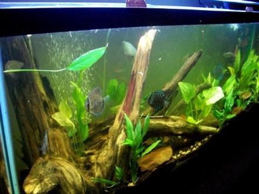 Rated #86: 55 Gallons Planted Tank - new arrangment of my 55 gallon