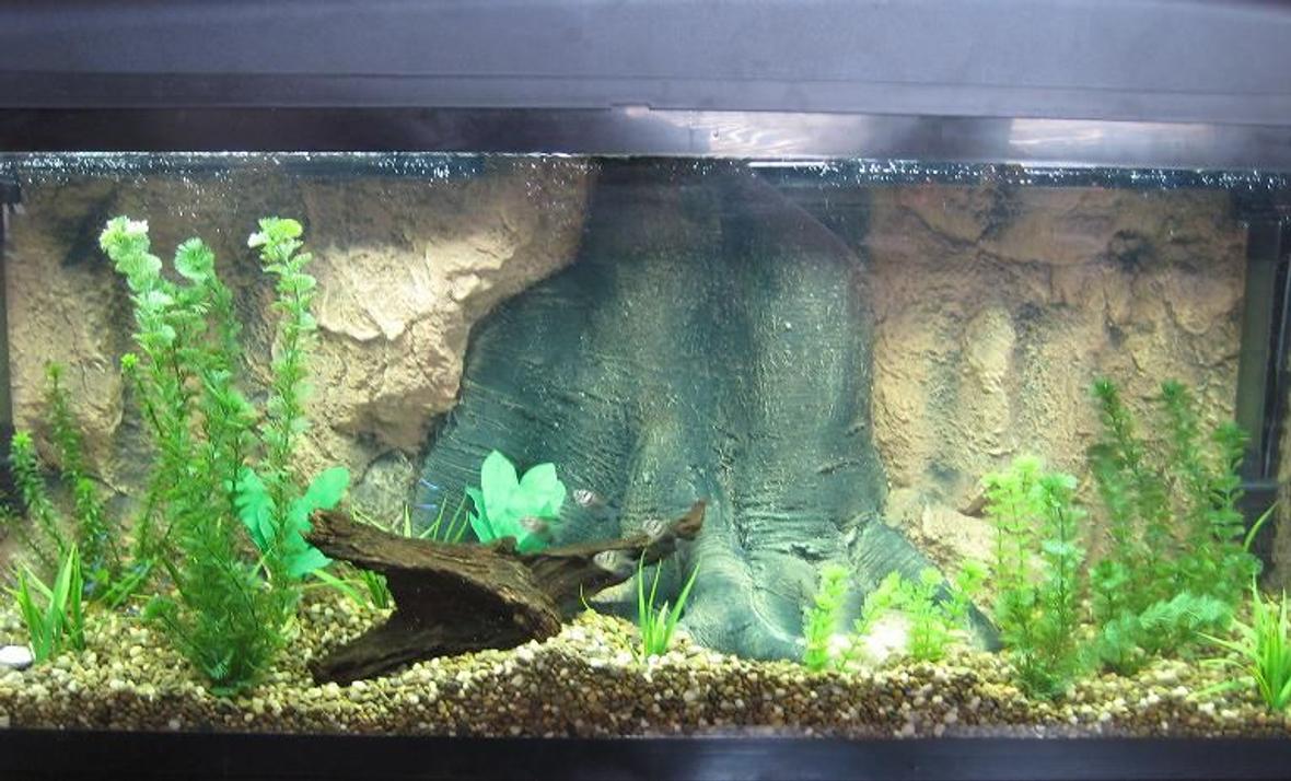 55 gallons freshwater fish tank (mostly fish and non-living decorations) - 55 Gallon tank containing black tetras, neon tetras and now a black piranha.