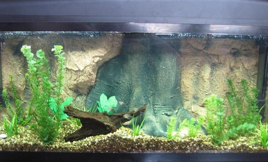 Rated #119: 55 Gallons Freshwater Fish Tank - 55 Gallon tank containing black tetras, neon tetras and now a black piranha.