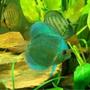 freshwater fish - symphysodon sp. - blue diamond discus stocking in 55 gallons tank - my blue diamond discus
