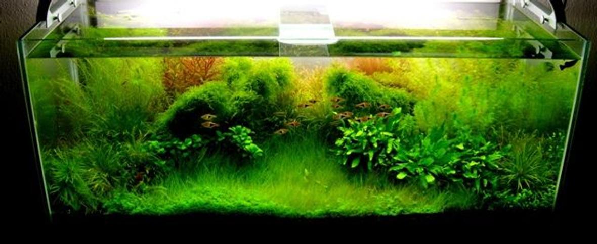 34 gallons planted tank (mostly live plants and fish) - colors in water