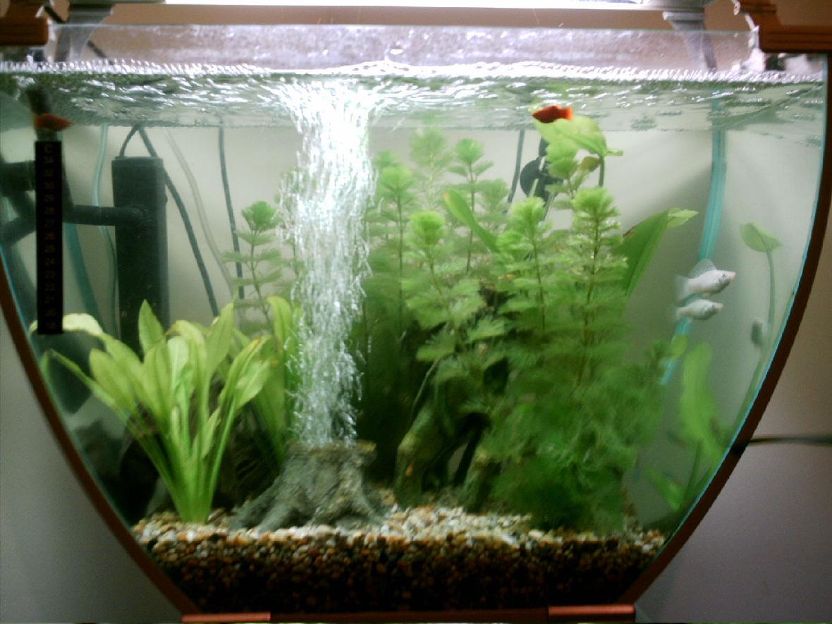 16 gallons freshwater fish tank (mostly fish and non-living decorations) - My 1st tank....Please rate :-)