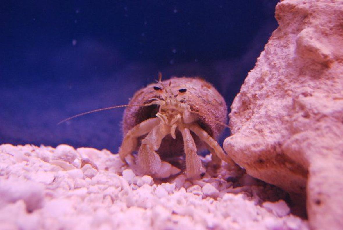 corals inverts - dardanus calidus - hermit crab stocking in 55 gallons tank - I don't exactly know what this is. I'm guessing its an albino white hermit crab. Pretty rare I think.