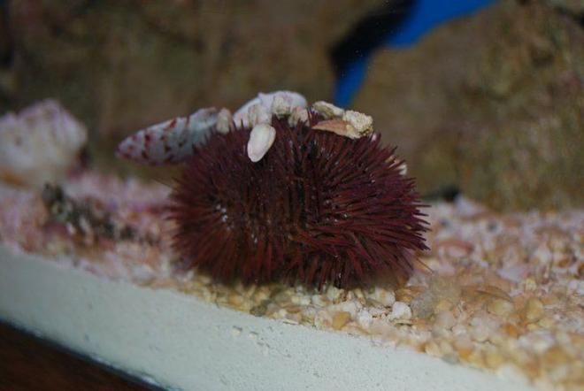 corals inverts - lytechinus variegatus - pincushion urchin stocking in 55 gallons tank - Sea Urchin whit a bunch of shells he collected. I got three of them right out of the Gulf.