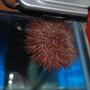 corals inverts - lytechinus variegatus - pincushion urchin stocking in 55 gallons tank - Sea urchin up on glass.