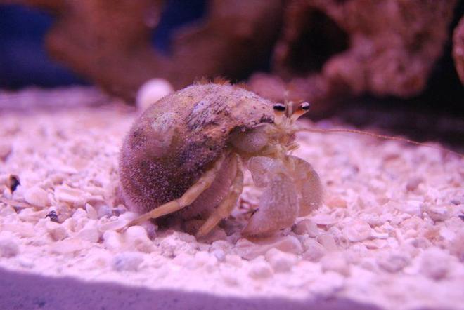 corals inverts - dardanus calidus - hermit crab stocking in 55 gallons tank - I don't exactly know what kind of hermit crab this is yet. I'm guessing an Albino White Hermit Crab. idk.
