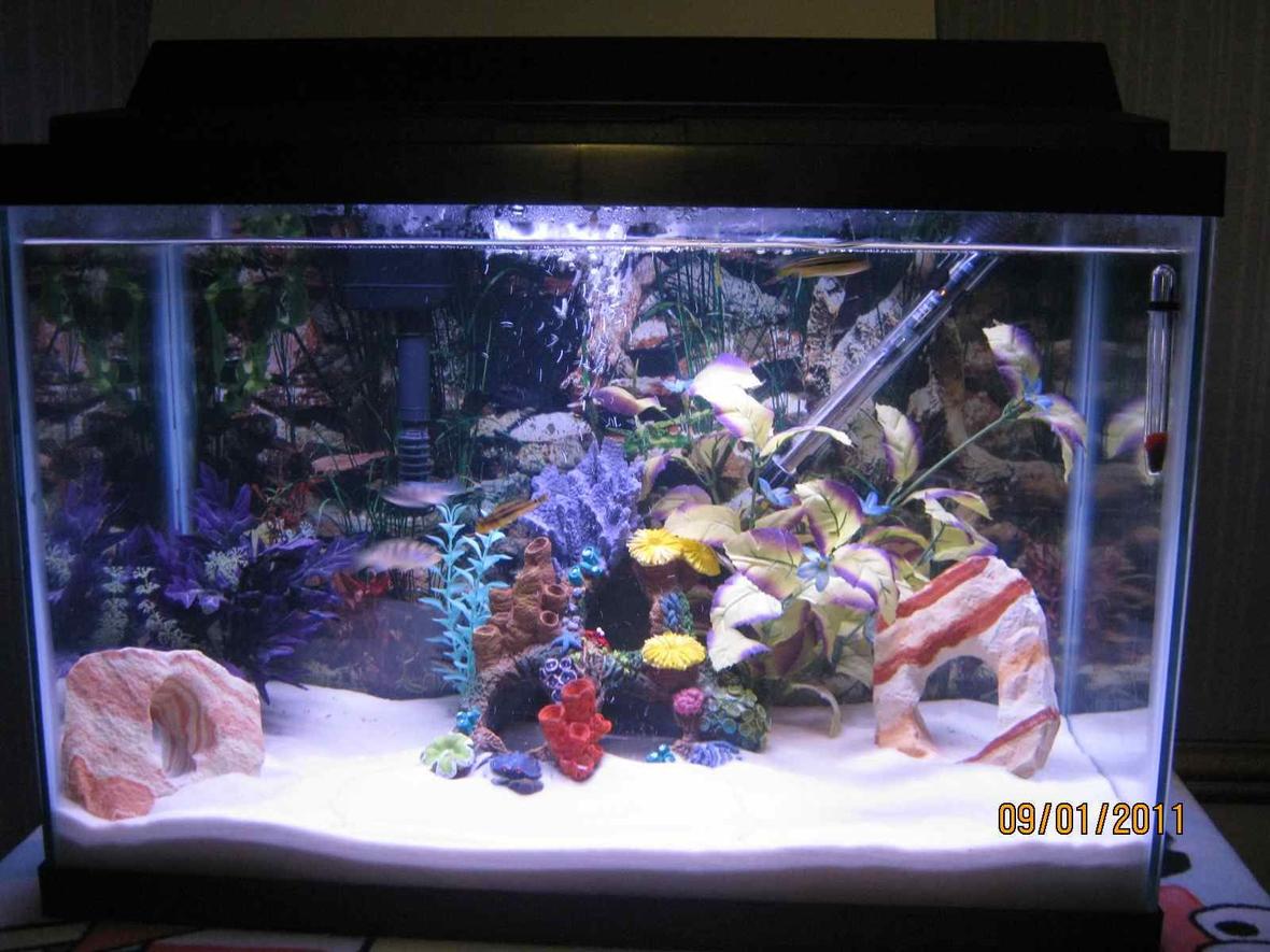 20 gallons freshwater fish tank (mostly fish and non-living decorations) - 4 African Cichlids 1 African Spiny Eel