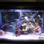 20 gallons freshwater fish tank (mostly fish and non-living decorations) - 4 African Cichlids 1 African Spiny Eel
