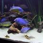 fish tank picture - Mixed African Cichlids with Clown Loaches at the bottom.