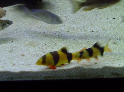 freshwater fish - botia macracantha - clown loach stocking in 90 gallons tank - My baby Clown Loaches.