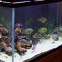 fish tank picture - My aquarium from an angle.