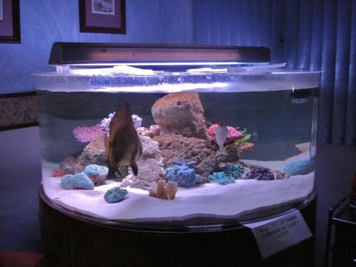 375 gallons saltwater fish tank (mostly fish, little/no live coral) - 150 gal acrylic tank