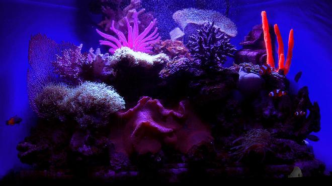 29 gallons saltwater fish tank (mostly fish, little/no live coral) - Under the black light, custom homemade resin coral pieces glow. You can faintly see a couple of clowns, a yellowtail blue damsel, and a yellow tang swimming along.