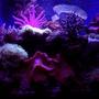 29 gallons saltwater fish tank (mostly fish, little/no live coral) - Under the black light, custom homemade resin coral pieces glow. You can faintly see a couple of clowns, a yellowtail blue damsel, and a yellow tang swimming along.
