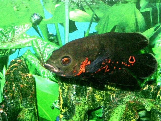 freshwater fish - astronotus ocellatus - tiger oscar stocking in 45 gallons tank - Oscar - About 2 months old since i bought him when he was about 3-4inch and now maybe 5-6inch long.