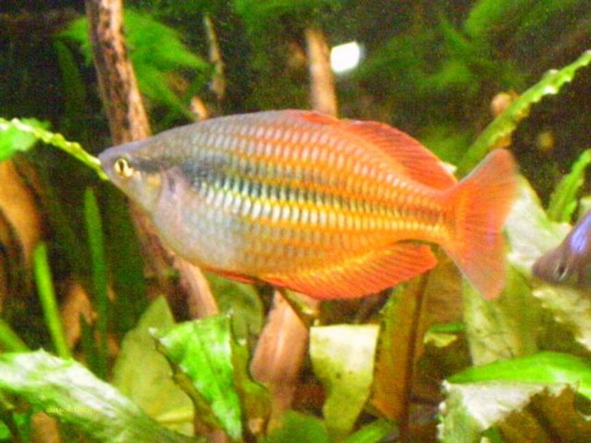 Rated #43: Freshwater Fish - Melanotaenia Praecox - Praecox Rainbow Stocking In 40 Gallons Tank - Rainbowfish