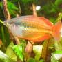 freshwater fish - melanotaenia praecox - praecox rainbow stocking in 40 gallons tank - Rainbowfish