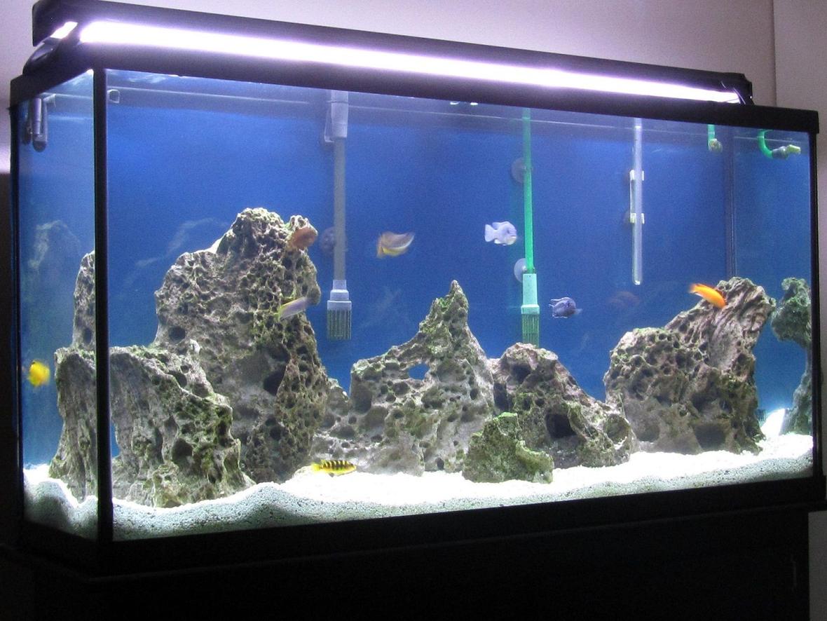 60 gallons freshwater fish tank (mostly fish and non-living decorations) - African Cichlid 1st set up.