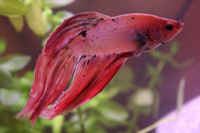 freshwater fish - betta splendens - betta - male stocking in 4 gallons tank - I think I finally found why Coral's been loafing in the plants. From what I've read, this is most probably black ich (Diplopstomiasis). It took me a while to notice this because he naturally has black spots on him. I only noticed because they got bigger. : But his belly is also bigger than usual (can't see that very well in this picture).. I haven't been feeding him more than usual. Any ideas why? I want to know what is wrong with him before I start any treatments.